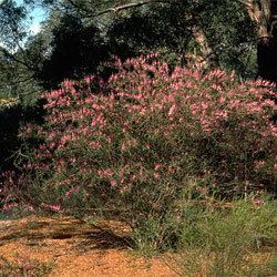 Indigofera australis Indigofera australis Growing Native Plants