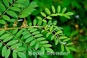 Indigofera suffruticosa Indigo Indigofera suffruticosa