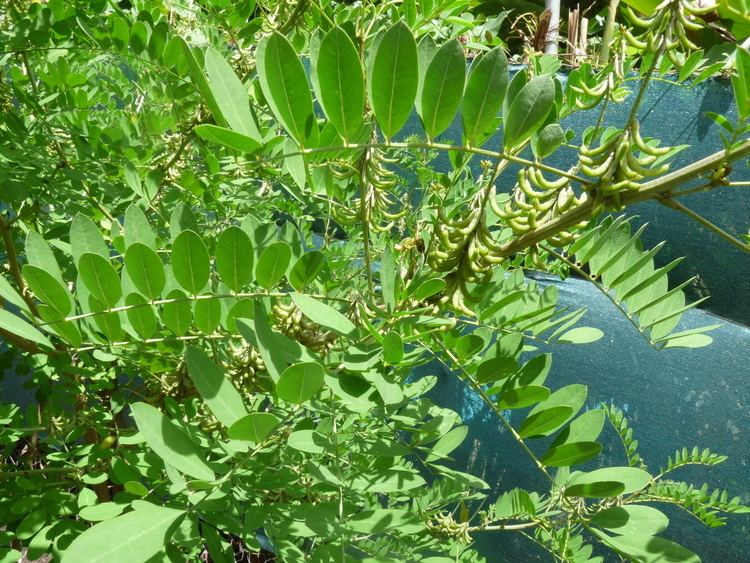 Indigofera suffruticosa Natural Indigo from Indigofera suffruticosa GREENING