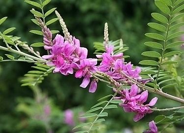Indigofera tinctoria Indigofera tinctoria Health effects and herbal facts