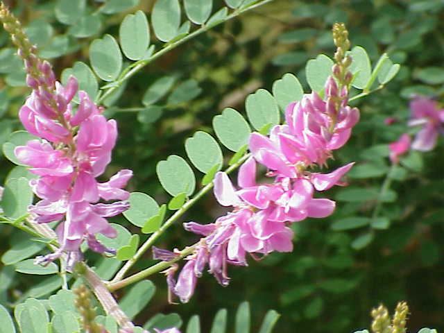 Indigofera tinctoria Indigofera tinctoria L Checklist View