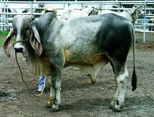 Indo-Brazilian cattle Breeds of Livestock IndoBrazilian Cattle Breeds of Livestock