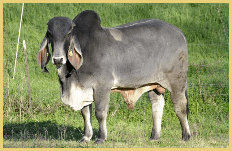 Indo-Brazilian cattle butlerfarmsuswpcontentuploadsindu3png