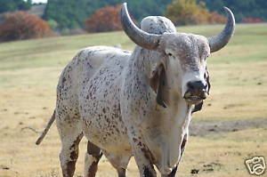 Indo-Brazilian cattle Indo Brazilian Cattle Taxidermy Reference Photo Cd eBay