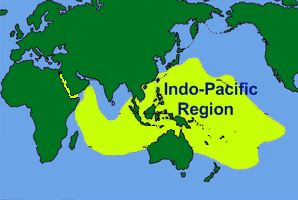 Indo-Pacific Invader Symbiodinium trenchii Sea Gazing