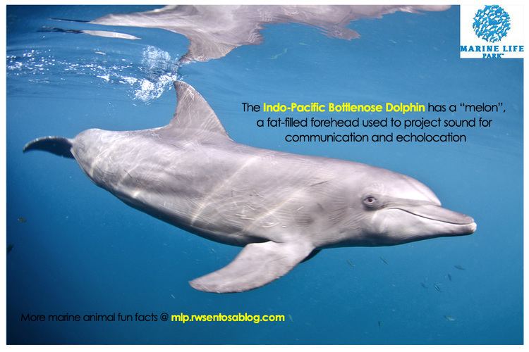 Indo-Pacific bottlenose dolphin IndoPacific Bottlenose Dolphin Tursiops aduncus SEA Aquarium