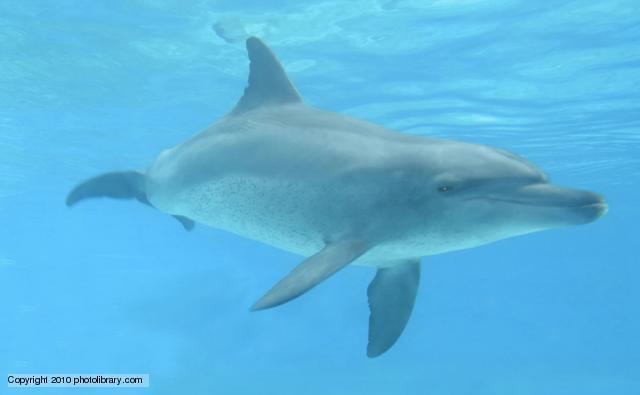 Indo-Pacific bottlenose dolphin BBC Nature IndoPacific bottlenose dolphin videos news and facts
