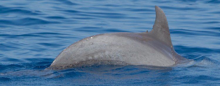 Indo-Pacific bottlenose dolphin uswhalesorgsitesdefaultfilesstylesflexslide