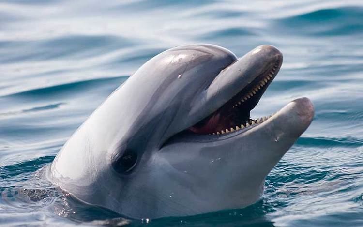 Indo-Pacific bottlenose dolphin IndoPacific Bottlenose Dolphin Dolphin Facts and Information
