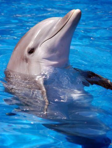 Indo-Pacific bottlenose dolphin Save our IndoPacific Bottlenose Dolphin at Jeju Island Seoul