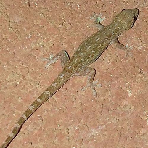 Indo-Pacific gecko wwwreptilesncritterscomimageslargeindopacifi