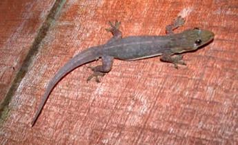 Indo-Pacific gecko Species Profile IndoPacific Gecko Hemidactylus garnotii SREL