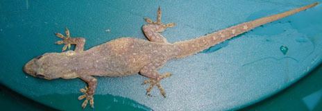 Indo-Pacific gecko IndoPacific Gecko Florida eco travel guide
