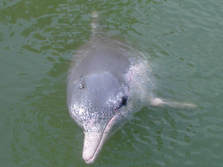 Indo-Pacific humpbacked dolphin