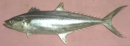 Indo-Pacific king mackerel wwwclovegardencomingredimgsfsurmai01gjpg