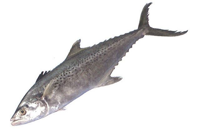 Indo-Pacific king mackerel ALGA Internationsl