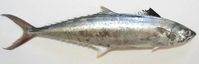 Indo-Pacific king mackerel indopacifickingmackerelpage