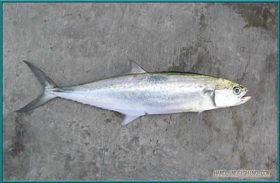 Indo-Pacific king mackerel IndoPacific King Mackerel HLF