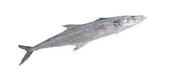 Indo-Pacific king mackerel FISHIndoPacific King Mackerel productsIndia FISHIndoPacific