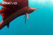 Indo-Pacific sailfish IndoPacific sailfish video Istiophorus platypterus 00 ARKive