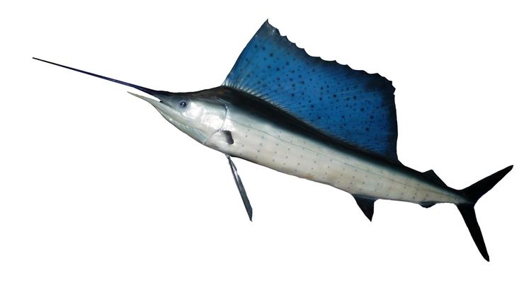 Indo-Pacific sailfish httpsuploadwikimediaorgwikipediacommons55