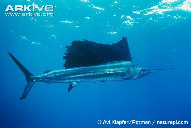 Indo-Pacific sailfish IndoPacific sailfish videos photos and facts Istiophorus