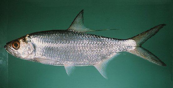 Indo-Pacific tarpon SEAEX Thailand Fresh Water Fish of Thailand IndoPacific Tarpon