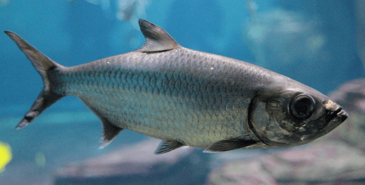 Indo-Pacific tarpon Fish Identification Atlantic tarponSilver KingCuffum fish