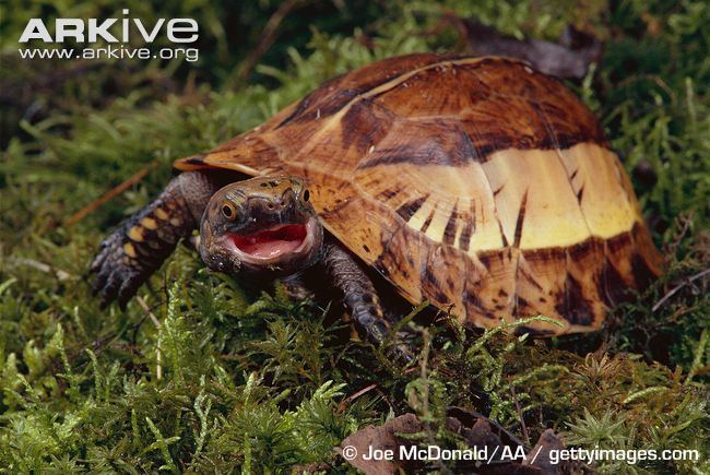 Indochinese box turtle Indochinese box turtle videos photos and facts Cuora galbinifrons