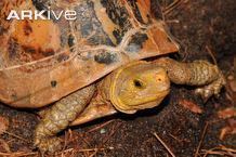 Indochinese box turtle Indochinese box turtle photo Cuora galbinifrons G108628 ARKive