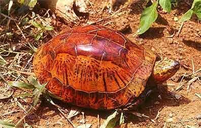 Indochinese box turtle 1000 images about Cuora galbinifrons on Pinterest Vietnam