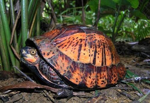 Indochinese box turtle Indochinese Box Turtle Cuora galbinifrons Fancy Frogs amp Such