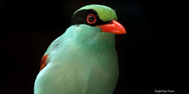 Indochinese green magpie Indochinese Green Magpie Uses Inflatable Eyering Trick