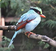 Indochinese green magpie httpsuploadwikimediaorgwikipediacommonsthu