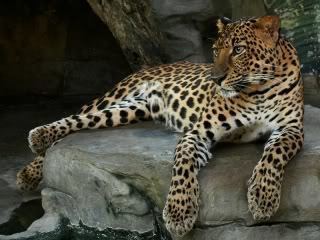 Indochinese leopard ZootierlisteHomepage