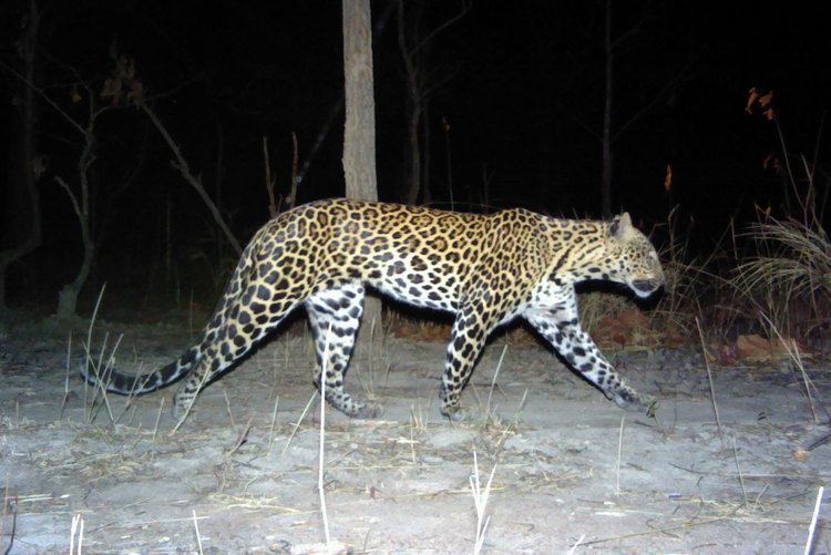 Indochinese leopard leopard has disappeared from 94 of its historical range