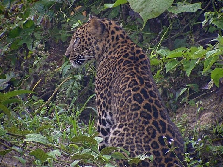 Indochinese leopard Indochinese Leopard Panthera pardus delacouri Kaeng Krachan NP