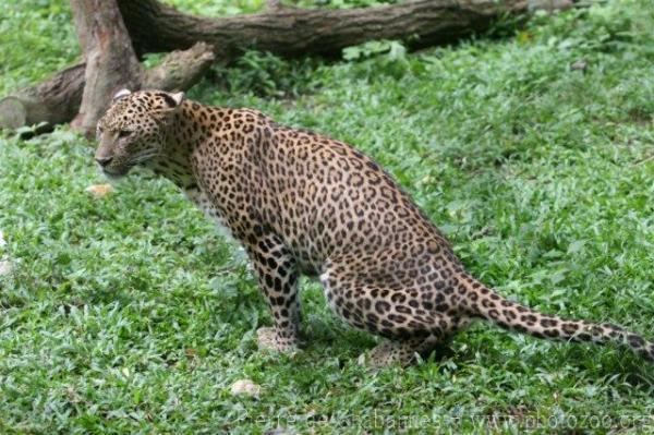 Indochinese leopard leopard