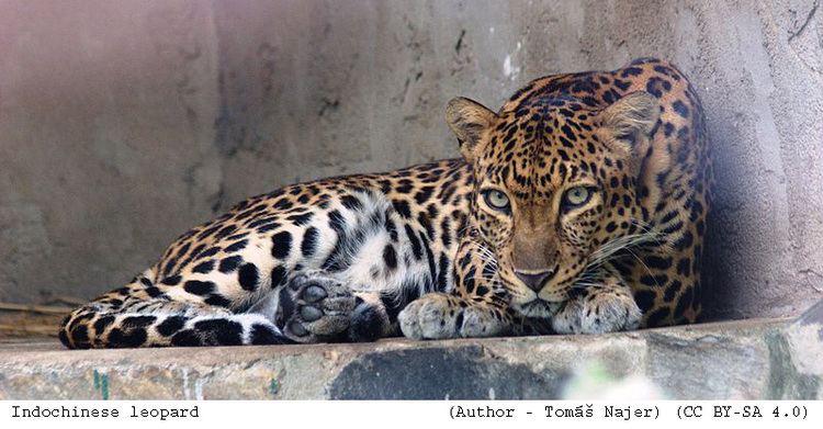 Indochinese leopard tigertribenetwpcontentuploads201204Indochin