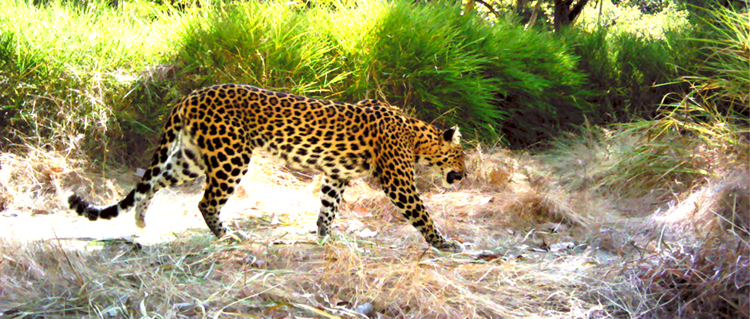 Indochinese leopard TWS member helps imperiled Indochinese leopards THE WILDLIFE SOCIETY