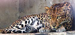 Indochinese leopard Indochinese leopard Wikipedia