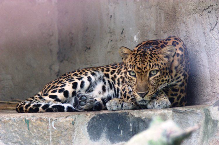Indochinese leopard Panthera pardus delacouri Indochinese Leopard Image BioLibcz