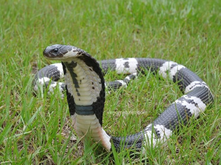 Indochinese spitting cobra Black and white or indochinese spitting cobra reptiles and other