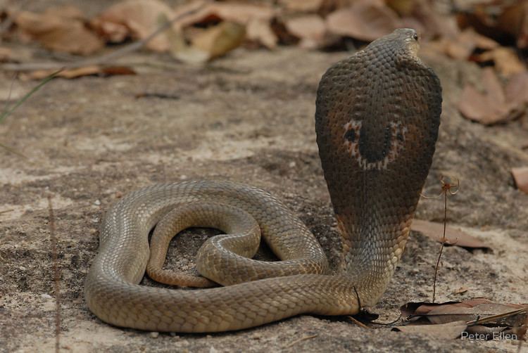 Indochinese spitting cobra Indo Chinese Spitting Cobra Naja siamensisquot by Peter Ellen