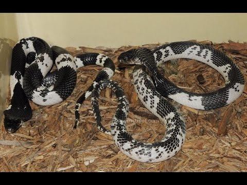 Indochinese spitting cobra httpsiytimgcomviswRagwbOoohqdefaultjpg