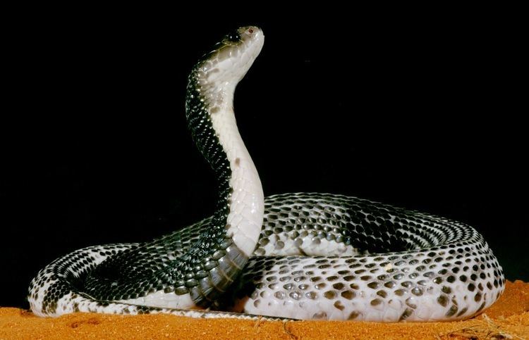 Indochinese spitting cobra Indochinese Spitting Cobra snake reptiles Naja siamensis