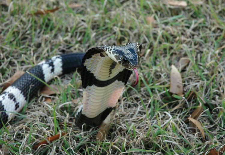 Indochinese spitting cobra Naja siamensis Indochinese Spitting Cobra Female1 Flickr