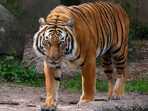 Indochinese tiger Indochinese Tiger Facts Habitat Behavior Diet Population