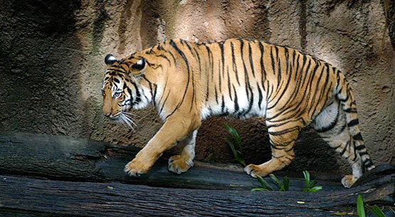 Indochinese tiger Indochinese Tiger an Endangered Species