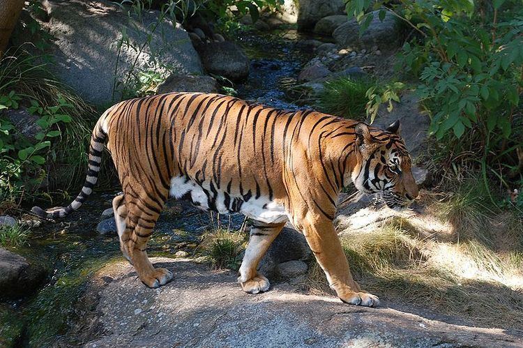 Indochinese tiger Indochinese Tiger Panthera Tigris Corbetti Animals AZ Animals